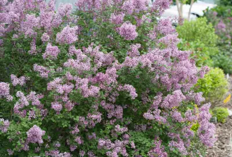 Syringa Bloomerang Purple, Lilac Bloomerang Purple, Bicolor Lilac, Purple lilac, Fragrant Lilac, Syringa x 'Penda'