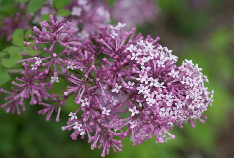 Syringa Bloomerang Purple, Lilac Bloomerang Purple, Bicolor Lilac, Purple lilac, Fragrant Lilac, Syringa x 'Penda'