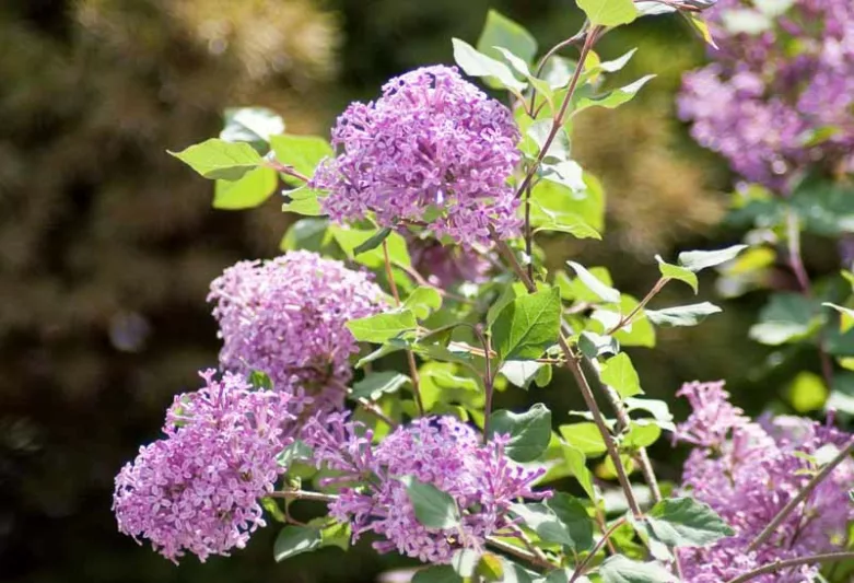 Syringa Bloomerang Purple, Lilac Bloomerang Purple, Bicolor Lilac, Purple lilac, Fragrant Lilac, Syringa x 'Penda'