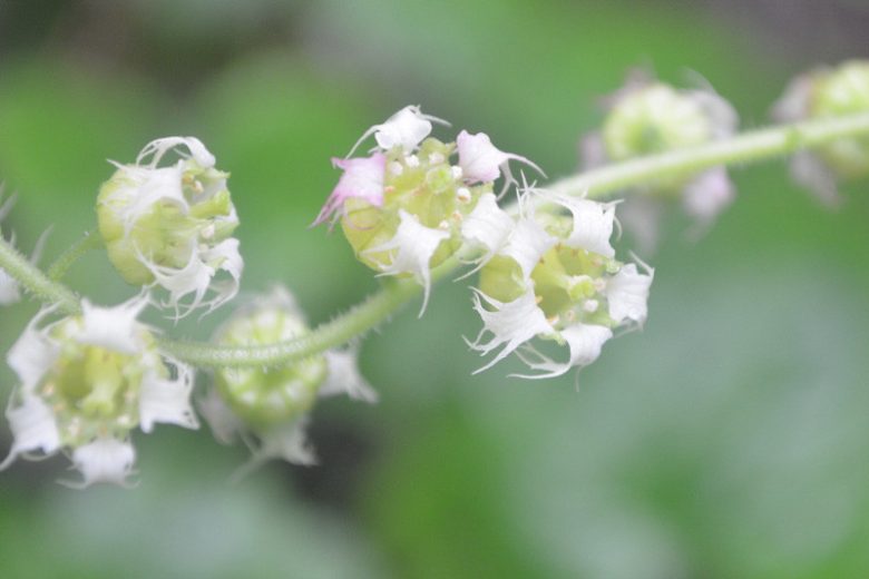 Tellima grandiflora, Bigflower Tellima, Fragrant Fringecup, Fringe Cups, Tellima breviflora, Foliage plant, Fragrant Perennial