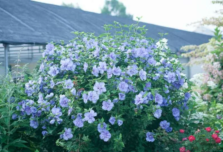 Hibiscus syriacus Blue Chiffon®, Rose of Sharon Blue Chiffon®, Shrub Althea Blue Chiffon®, Flowering Shrub, Blue flowers, Blue Hibiscus