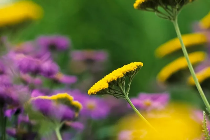 Achillea Coronation Gold, Yarrow Coronation Gold, AGM Yarrow, summer flowering perennial, drought tolerant perennial, yellow flowering perennial