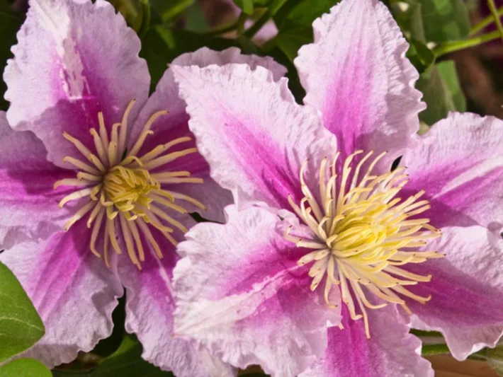Clematis 'Piilu', Large-Flowered Clematis 'Piilu', group 2 clematis, Pink clematis, Double Clematis, Clematis Vine, Clematis Plant, Flower Vines, Clematis Flower, Clematis Pruning