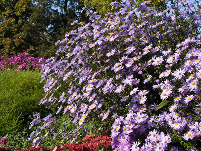 Aster Amellus 'Rosa Erfullung', Italian Aster 'Rosa Erfullung', Italian Starwort 'Rosa Erfullung', Michaelmas Daisy 'Rosa Erfullung', Fall Aster 'Rosa Erfullung', Aster amellus 'Rosa Erfüllung', Aster amellus 'Pink Zenith', Italian Aster 'Pink Zenith', Italian Starwort 'Pink Zenith', Michaelmas Daisy 'Pink Zenith', Fall Aster 'Pink Zenith', Fall perennials, Fall Flowers, Aster Grunder, Purple flowers,