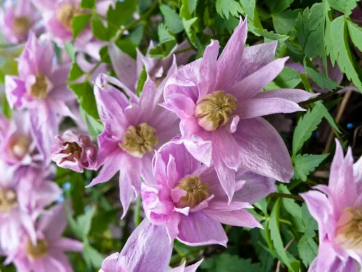 Clematis 'Markham's Pink', Clematis macropetala 'Markham's Pink', Atragene Clematis, group 1 clematis, Small-flowered Clematis, pink clematis, Clematis Vine, Clematis Plant, Flower Vines, Clematis Flower, Clematis Pruning