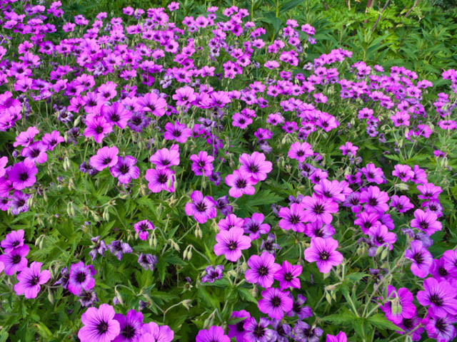 Geranium 'Patricia', Hardy Geranium Patricia, Cranesbill 'Patricia', Geranium Oxanianum x Psilostemon 'Patricia' , Geranium Endressii x Psilostemon 'Patricia', Best geraniums, Best groundcovers, purple geranium, violet geranium