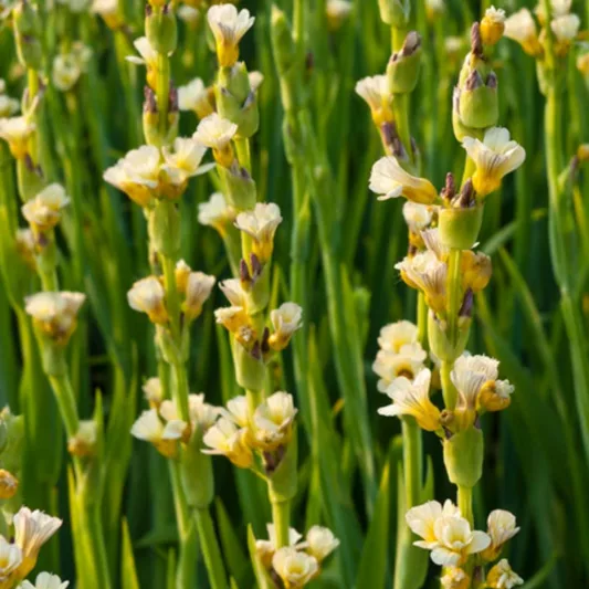Pale Yellow-Eyed Grass, Argentine Blue-Eyed Grass, Yellow Mexican Satin Flower, Yellow Flowers, Yellow Summer flowers