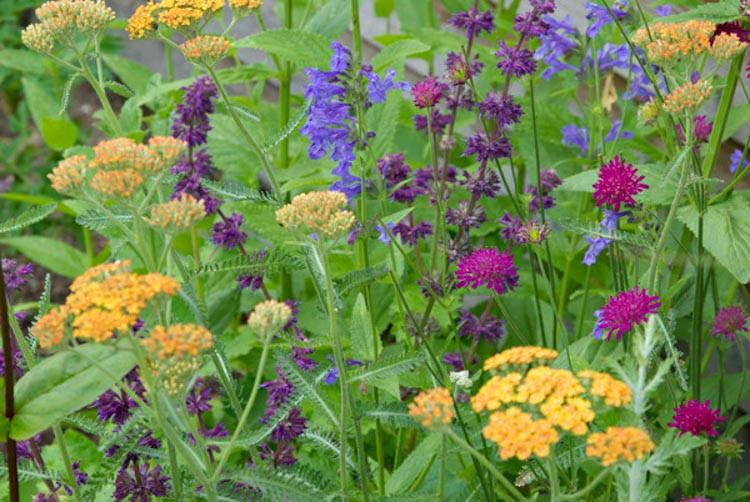 Salvia Verticillata 'Purple Rain', Salvia 'Purple Rain', Sage 'Purple Rain', Whorled Clary 'Purple Rain', Whorled Sage 'Purple Rain', Perennial sage, Hardy Sage, Purple Sage,Whorled Sage 'Purple Rain', Lilac Sage 'Purple Rain'
