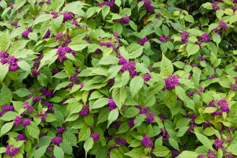 Callicarpa Japonica, Japanese Beautyberry, Purple Berries, Flowering shrubs, Purple fruit