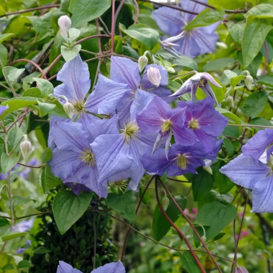 Clematis 'Perle d'Azur', blue clematis, group 3 clematis, Large-Flowered Clematis, Clematis Vine, Clematis Plant, Flower Vines, Clematis Flower, Clematis Pruning