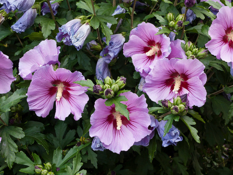 Hibiscus syriacus