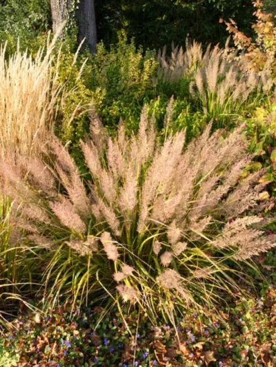 Calamagrostis Brachytricha, Foxtail Grass, Feather Reed Grass or Korean Feather Reed Grass, Calamagrostis Arundinacea var. Brachytricha