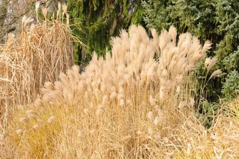 Miscanthus Sinensis 'Silberfeder', Maiden Grass 'Silberfeder', Eulalia 'Silberfeder', Chinese Silver Grass 'Silberfeder', Japanese Silver Grass 'Silberfeder', 'Silver Feather' Maiden Grass, Low maintenance grasses, Low maintenance plants