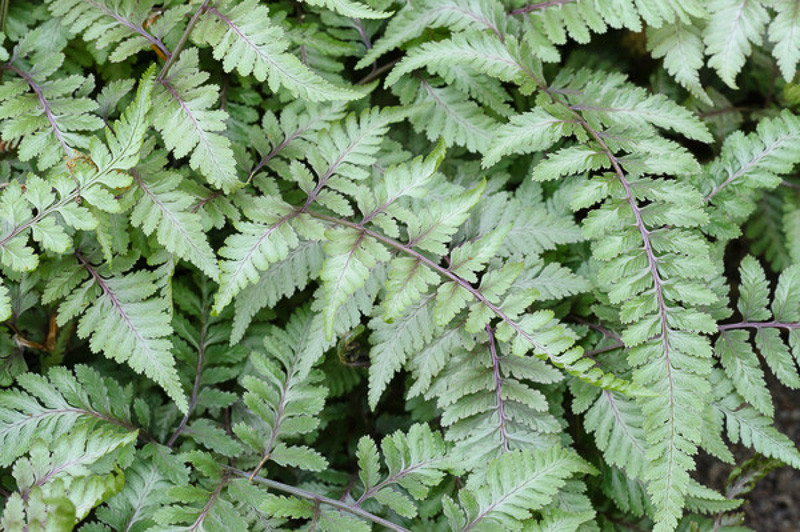 Lady Fern, Japanese ainted fern, Athyrium filix-femina, Athyrium niponicum, Athyrium niponicum var. pictum, shade plants, shade garden plant, ferns,