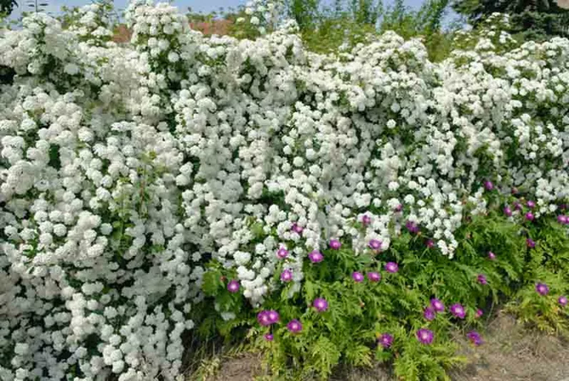 Spiraea × vanhouttei, (Spirea), Vanhoutte Spirea, Bridalwreath, White Flowers, Bridal Wreath Spirea