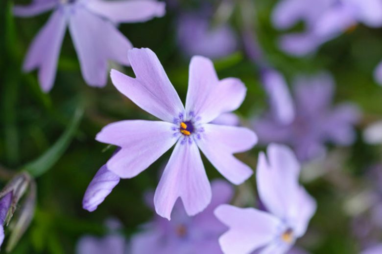 Phlox Subulata 'Emerald Cushion Blue', Phlox 'Emerald Cushion Blue', Alpine Phlox 'Emerald Cushion Blue', Moss Phlox 'Emerald Cushion Blue', Creeping phlox 'Emerald Cushion Blue', Blue Phlox, Blue flowers
