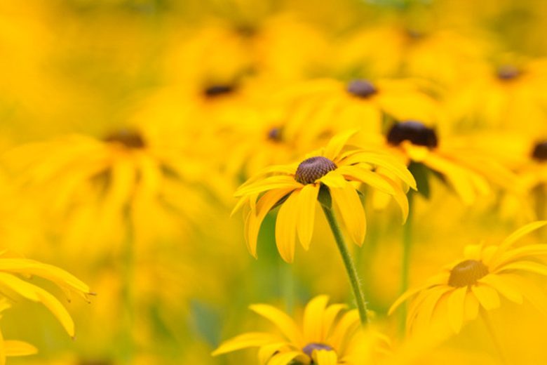 Rudbeckia fulgida var. deamii, Black-Eyed Susan, Deam's Coneflower, Rudbeckia deamii, late summer perennial, golden flowers, yellow perennial