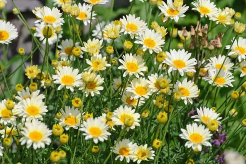 Anthemis Tinctoria 'E.C. Buxton', Golden Marguerite 'E.C. Buxton', Golden Chamomile 'E.C. Buxton', Oxeye Chamomile 'E.C. Buxton', Dyer's Chamomile 'E.C. Buxton', Drought tolerant perennials, Yellow perennial flowers,
