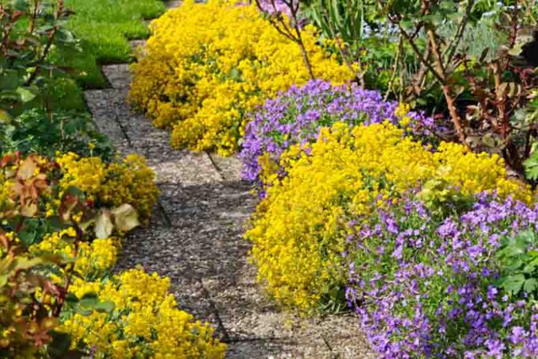 Rock Cress, False Rockcress, Lilacbush, Rainbow Rockcress, Alyssum Deltoideum, Rock Garden Plant, Rock Garden Perennial, Easy Care Perennial, Purple Flowers, Flower Carpets