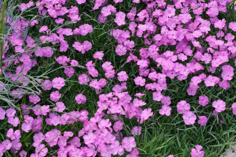 Dianthus Gratianopolitanus, Cheddar Pink, Cliff Pink, Clove Pink, Mountain Pink, Sweet Pink, Perennial Dianthus,Dianthus Caesius