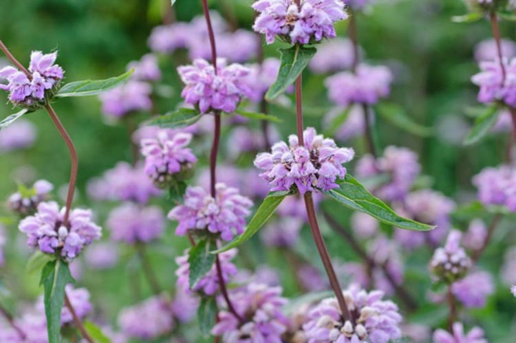 Phlomis Russeliana, Jerusalem Sage, Turkish Sage, Phlomis Samia Boiss, Phlomis Viscosa, Deer resistant perennials, Yellow perennials, Phlomis fruticosa, Jerusalem sage,Phlomis italica Baleari