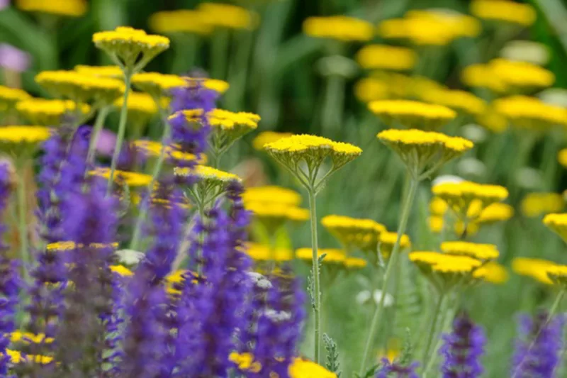 Achillea Coronation Gold, Yarrow Coronation Gold, AGM Yarrow, summer flowering perennial, drought tolerant perennial, yellow flowering perennial