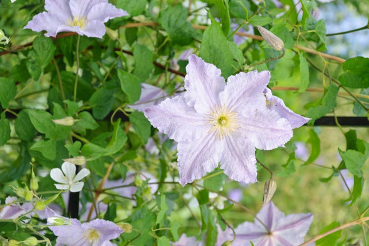 Clematis 'Blue Angel', Clematis 'Blue Angel', Clematis Viticella 'Blekitny Aniol', Clematis 'Blekitny Aniol', group 3 clematis, purple clematis, blue Clematis