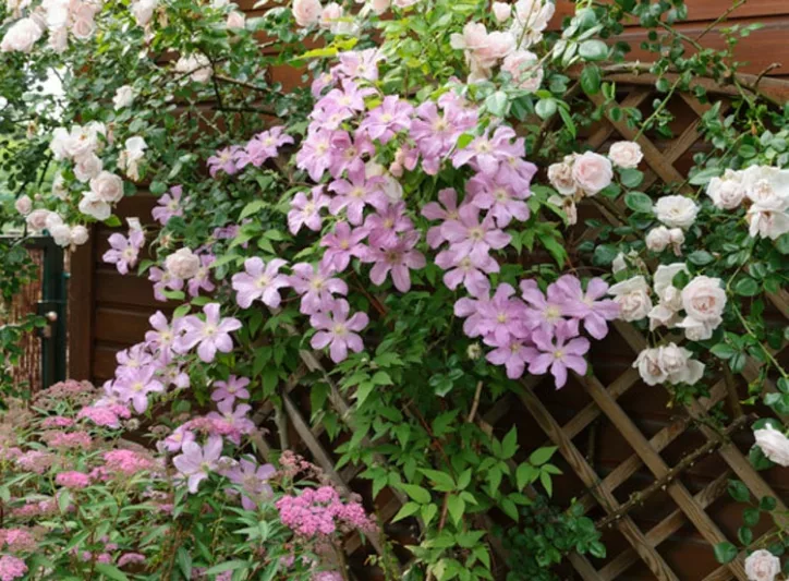 Arbors ideas, Pergolas Ideas, Trellises Ideas, Climbing Gardens, Vertical Gardens