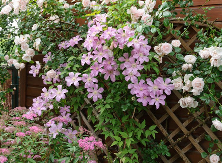 Arbors ideas, Pergolas Ideas, Trellises Ideas, Climbing Gardens, Vertical Gardens