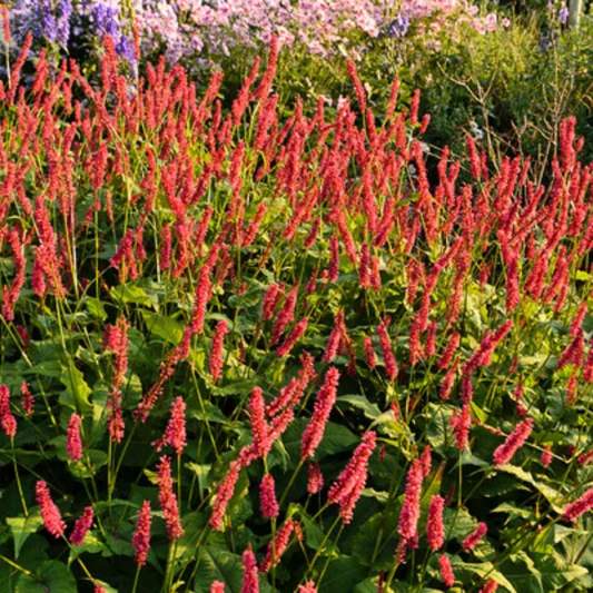 Mountain Fleece 'Firetail', Knotweed 'Firetail', Bistort 'Firetail', Polygonum Amplexicaule 'Firetail', Fall perennial, Summer Perennial
