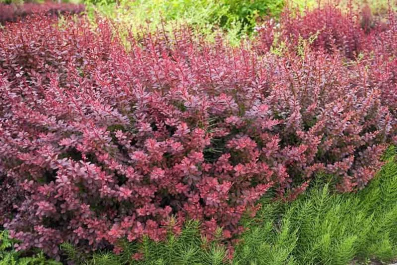 Berberis Thunbergii 'Atropurpurea', Purple Japanese Barberry, Red Leaf Japanese Barberry, Thunberg's Barberry, Red Barberry, Deciduous Shrubs, Foliage Shrub, Shrub with berries, Purple shrub, Red leaves, Fall color
