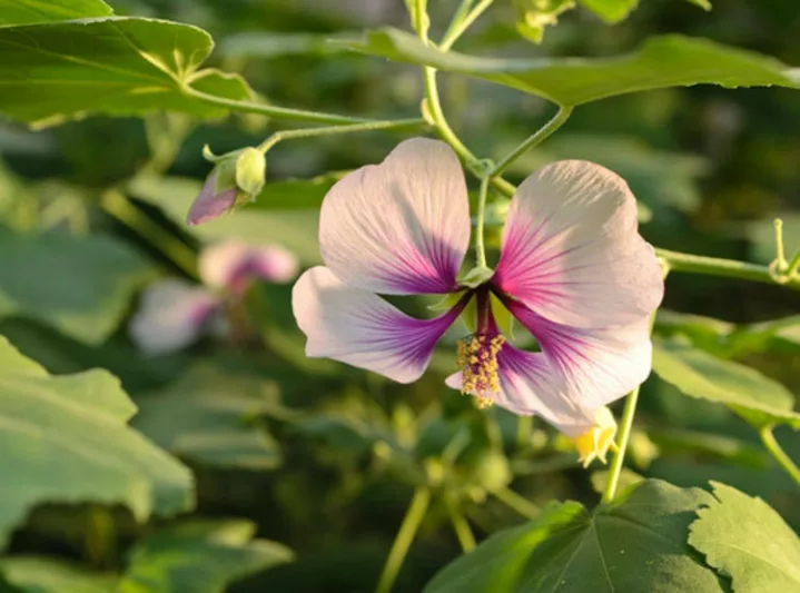 Lavatera maritima, Tree Mallow, Lavatera Bicolor, Lavatera maritima Bicolor, Lavatera 'Maritime', Malva Bicolor, Lavateras, Pink Flowers, Drought tolerant flowers,Seaside Lavatera