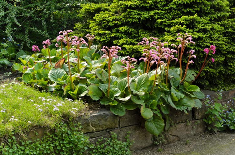 Bergenia Cordifolia, Heartleaf Bergenia, Heart-Leaf Bergenia, Pink Bergenia, Evergreen Perennial, Shade Perennial