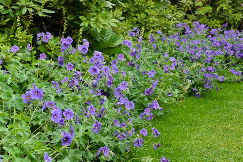 Geranium x Magnificum,Geranium Magnificum, Purple Cranesbill, Showy Cranesbill, Hardy Geranium, Blue Geranium, Purple Geranium