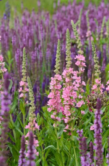 Lythrum Salicaria, Purple Loosetrife, Purple flowers, Pink flowers
