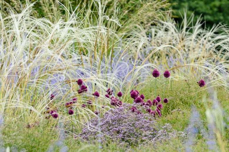 Stipa Barbata, Silver Feather Grass, Ornamental Grass, Feather Grass, Stipa 'Silver Feather'