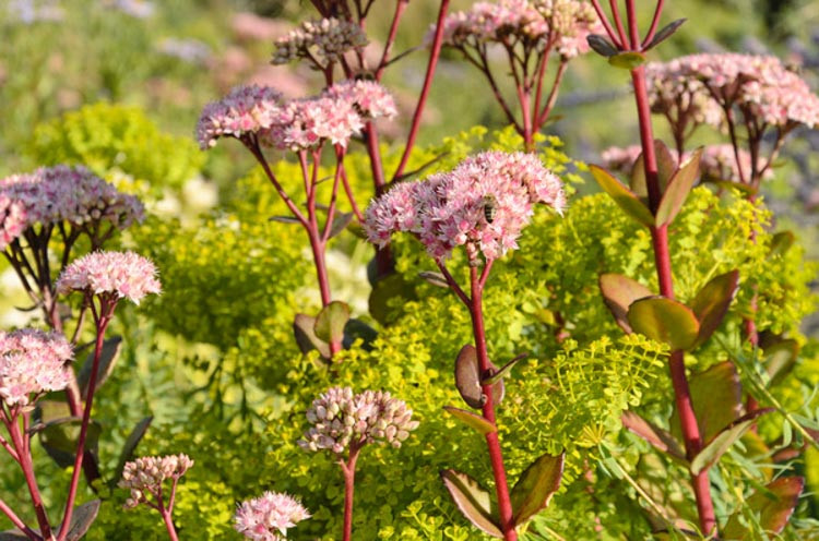 Sedum 'Matrona', Sedum Telephium 'Matrona', Millennium Plant, Stonecrop 'Matrona', Hylotelephium 'Matrona'