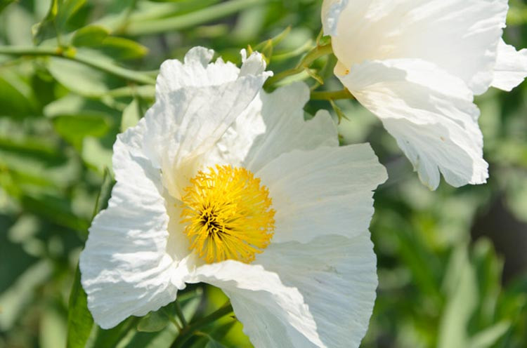 Romneya Coulteri,Californian Tree poppy, Californian Poppy Bush Poppy, Canyon Poppy Dream of the Desert, Giant White Californian Poppy, Matilija Poppy, white flowers, Mediterranean shrub