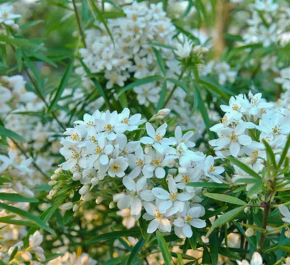 Mexican Orange Blossom, Mexican Orange Flower, Mexican Orange, Choisya Grandiflora, white flowers, fragrant shrub, evergreen shrub