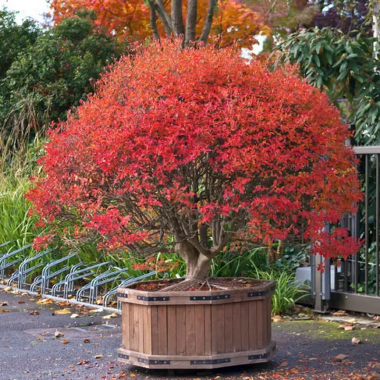 Enkianthus Campanulatus, Redvein Enkianthus, Furin-Tsutsuji, deciduous shrub