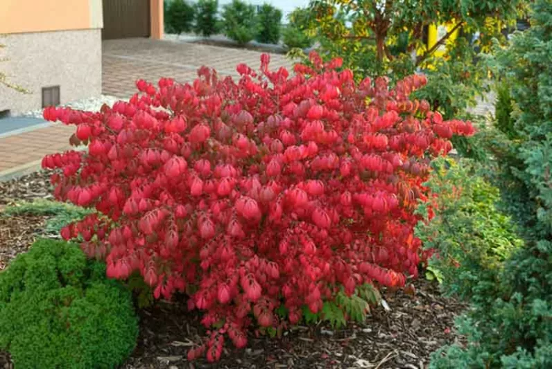 Euonymus alatus 'Compactus', Compact Burning Bush, Compact Winged Spindle Tree, Compact Winged Euonymus, Compact Winged Burning Bush, Euonymus alatus 'Compacta', shrubs, fall color, shrub with berries, red leaves