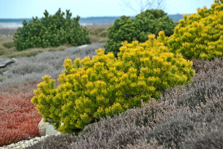 Pinus mugo 'Carstens', Dwarf Mountain Pine 'Carstens', Dwarf Pine 'Carstens', Drooping Cone Pine 'Carstens', Mountain Pine 'Carstens', Swiss Mountain Pine 'Carstens', Pinus mugo 'Carsten’s Wintergold', Evergreen Conifer, Evergreen Shrub, Yellow Conifer