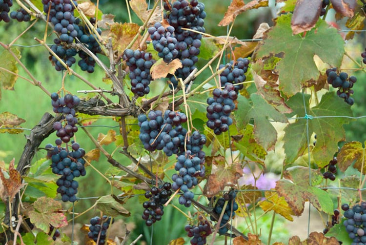 Vitis 'Boskoop Glory', Grape Vine 'Boskoop Glory', Grape 'Boskoop Glory', Vitis vinifera 'Gloire van Boskoop', Vitis 'Gloire of Boskoop', Grape Vines, Fall color