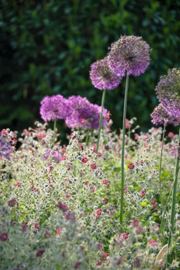Geranium Phaeum 'Lily Lovell', Geranium 'Lily Lovell' , Dusky Cranesbill 'Lily Lovell', 'Lily Lovell' Geranium, Mourning widow 'Lily Lovell', Purple Geranium, Best geraniums, Best groundcovers