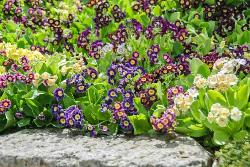 Primrose, Primula