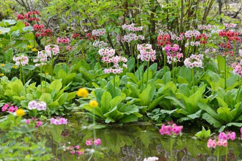 Primula Japonica 'Apple Blossom', Primrose 'Apple Blossom', Japanese Primrose 'Apple Blossom', Candelabra Primrose 'Apple Blossom', Candelabra Primula 'Apple Blossom', Shade plants, shade perennial, White primroses