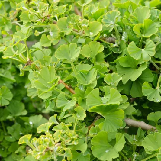 Ginkgo biloba 'Mariken', Maidenhair Tree Mariken, Fossil Tree 'Mariken', Icho 'Mariken', Fall color, Yellow Leaves