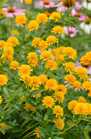 Heliopsis Helianthoides 'Asahi', False Sunflower 'Asahi', Sunflower Heliopsis  'Asahi', Oxeye Sunflower  'Asahi', Heliopsis Asahi