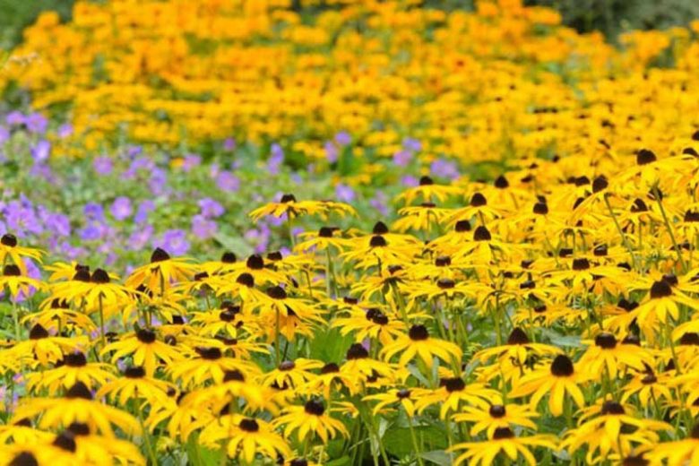 Rudbeckia fulgida var. sullivantii 'Goldsturm',Black-Eyed Susan 'Goldsturm', Coneflower 'Goldsturm', Echinacea 'Yellow Storm', Rudbeckia fulgida var. deamii 'Goldsturm', Rudbeckia 'Goldsturm', late summer perennial, golden flowers, yellow perennial