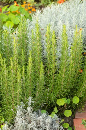 Rosmarinus Officinalis, Rosemary, herb, fragrant shrub, fragrant herb, Mediterranean Plant, Perennial Shrub